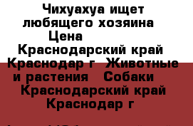 Чихуахуа ищет любящего хозяина › Цена ­ 10 000 - Краснодарский край, Краснодар г. Животные и растения » Собаки   . Краснодарский край,Краснодар г.